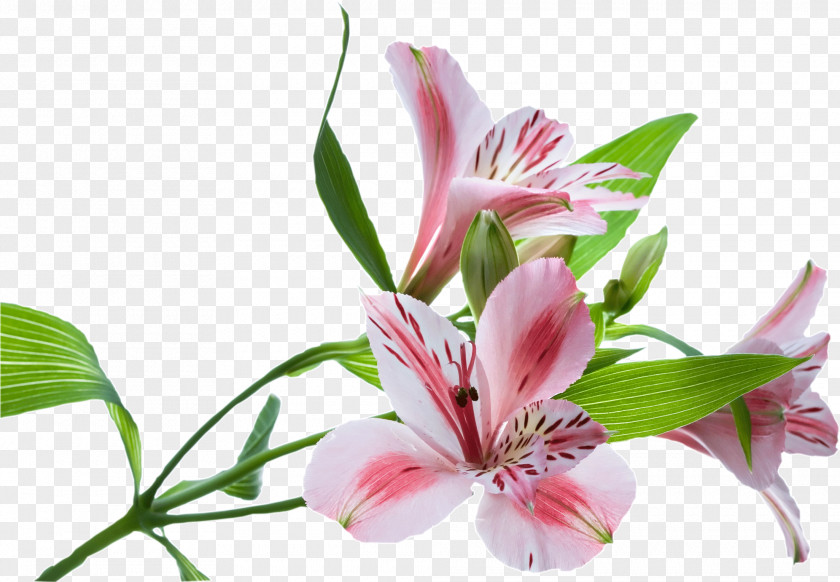 Flower Stock Photography Floral Design Illustration PNG