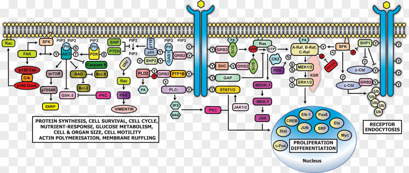 Illustration Flowers Epidermal Growth Factor Receptor Cell Signaling Signal Transduction GRB2 PI3K/AKT/mTOR Pathway PNG