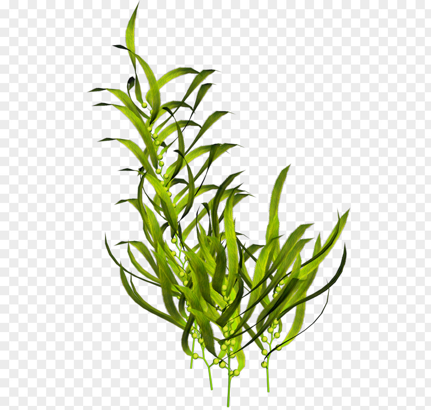 Sea Seaweed Aquatic Plants Ocean PNG