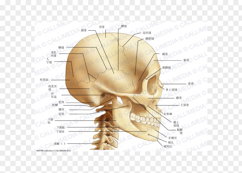 Skull Bone Human Cervical Vertebrae Neck PNG