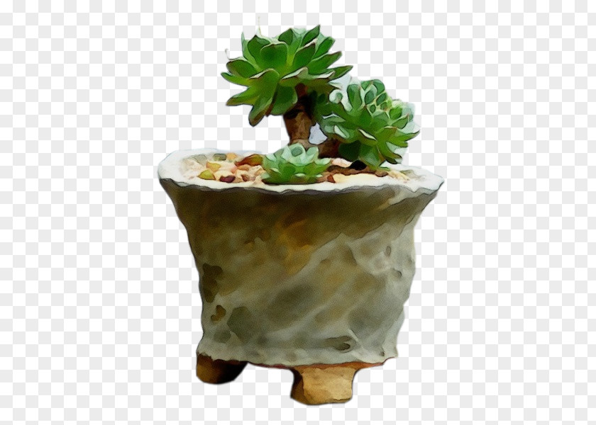 Table Succulent Plant Cactus PNG