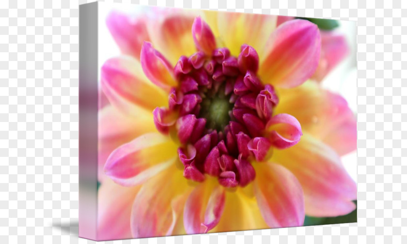 Chrysanthemum Dahlia Floristry Petal Close-up PNG