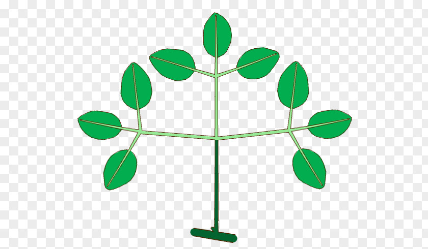 Corolla Frame Leaf Plant Stem Plants Clip Art Epiphyte PNG