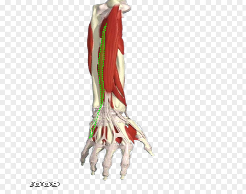 Human Leg Knee Shoulder Muscle Silk PNG leg Silk, others clipart PNG