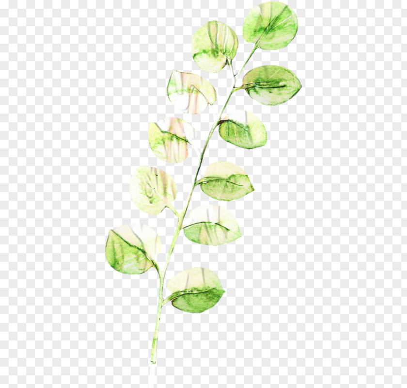 Sweet Peas Alismatales Flowers Background PNG