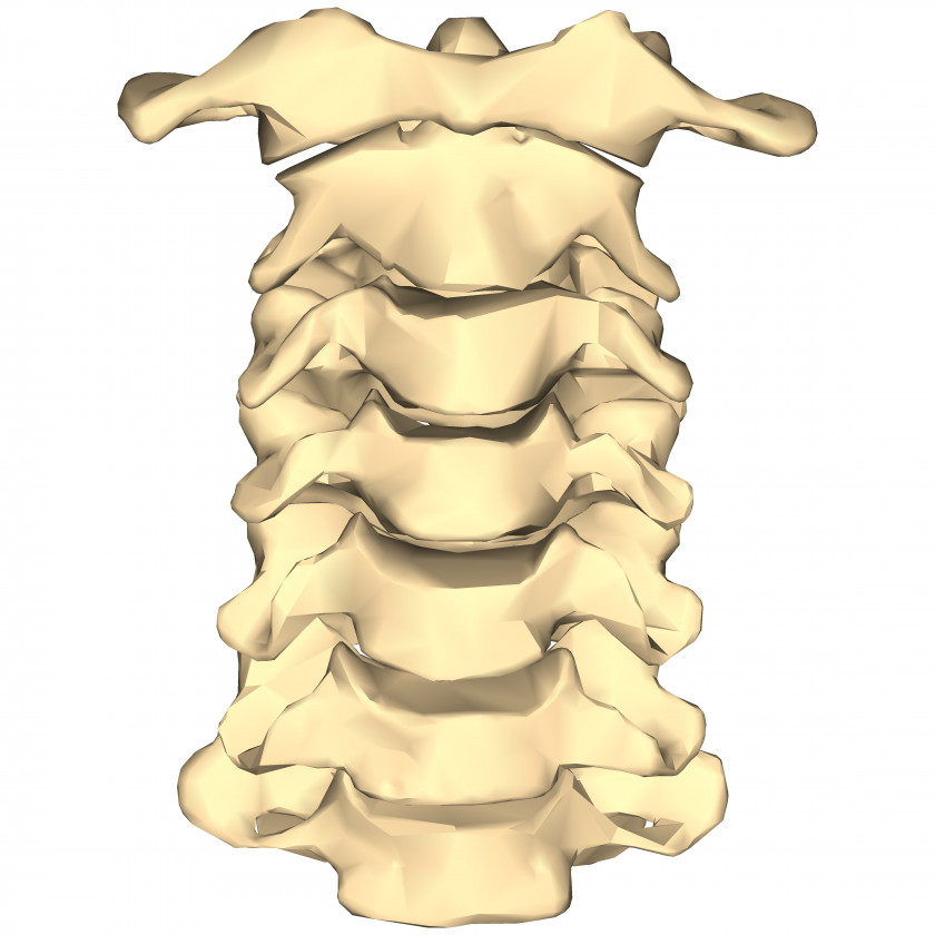 Look Vertebral Column Cervical Vertebrae Spinal Fusion Bone Lumbar PNG