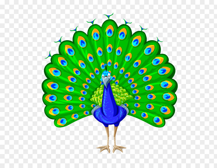 Pavo Clip Art PNG