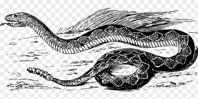 Snake Rattlesnake Vipers Boas Clip Art PNG