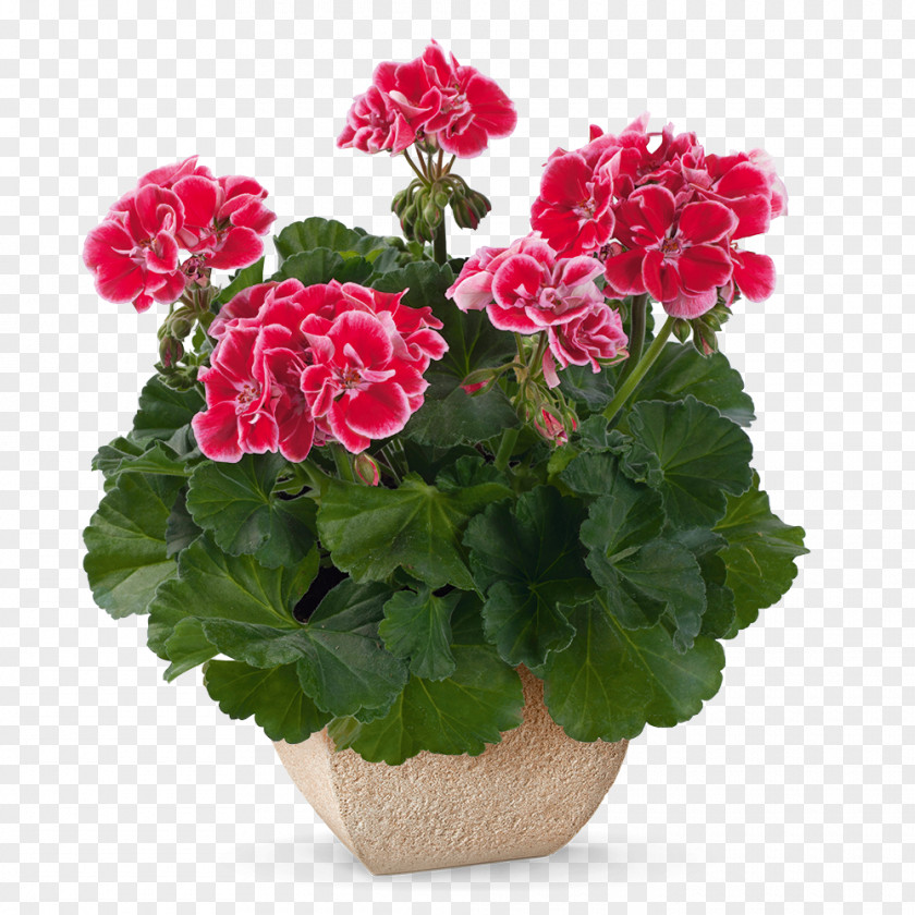 Wine Spanish Geraniums Pelargonium Zonale Crane's-bill PNG