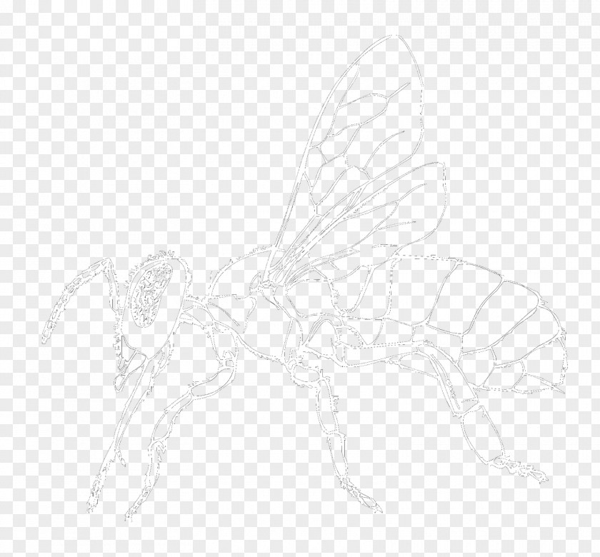 Butterfly Fairy Insect Wing Sketch PNG