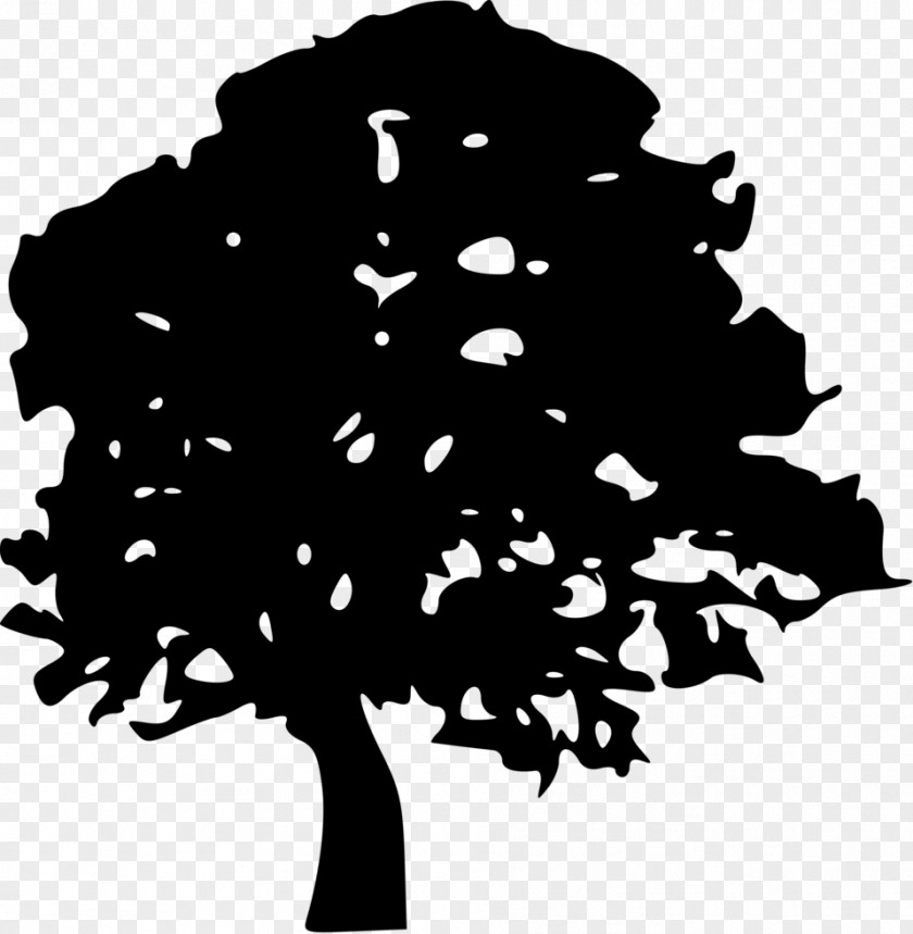 Cypress Isolated Tree Drawing Stencil Clip Art PNG