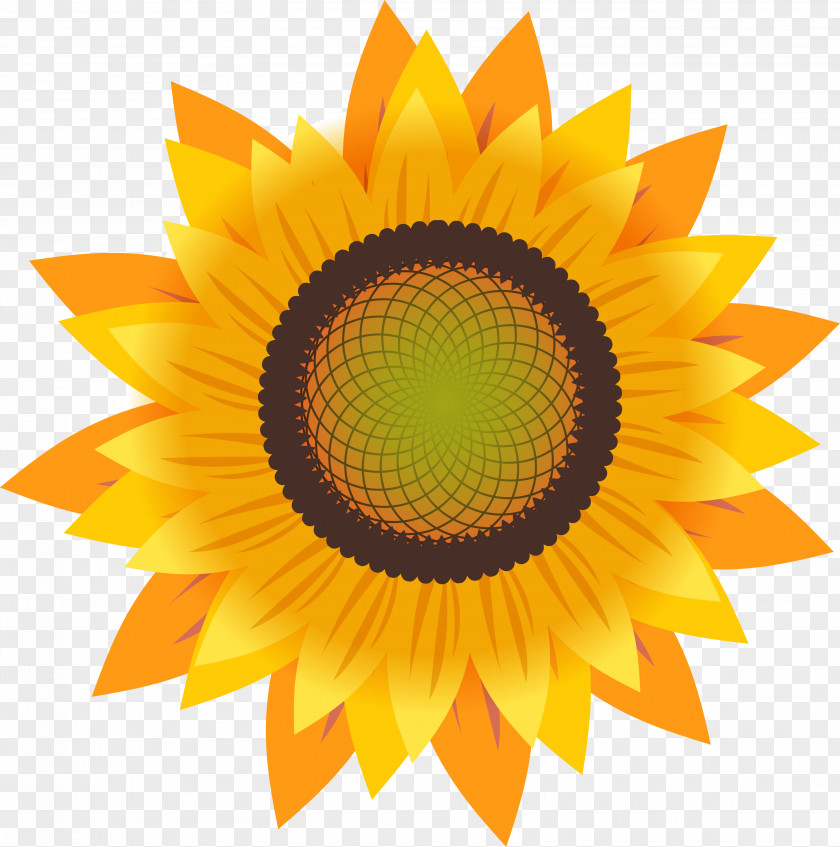 Golden Sunflower Common Drawing Seed PNG