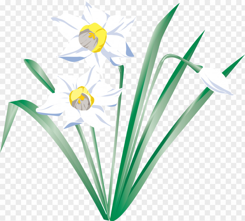 Narcissus Flower I Wandered Lonely As A Cloud Daffodil PNG