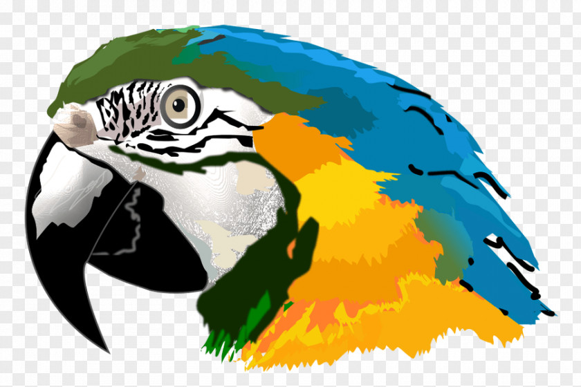 Parrot Amazon Macaw Clip Art PNG