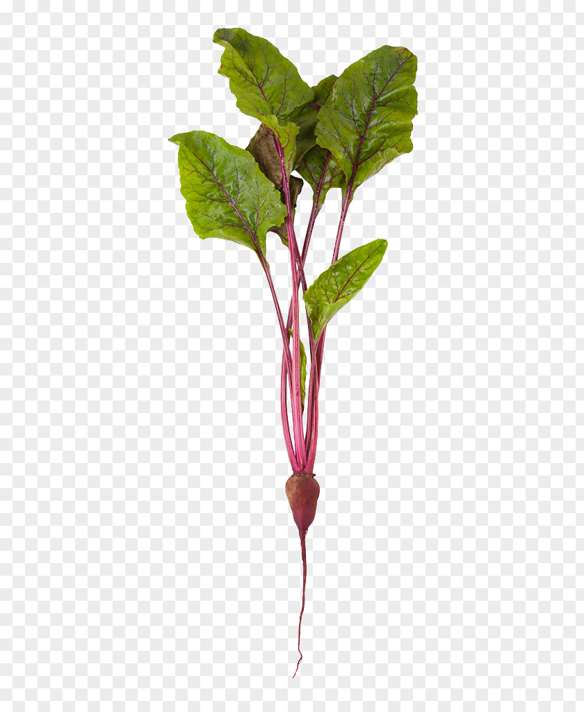 Purple Beet Beetroot Common Vegetable Stock Photography Organic Food PNG