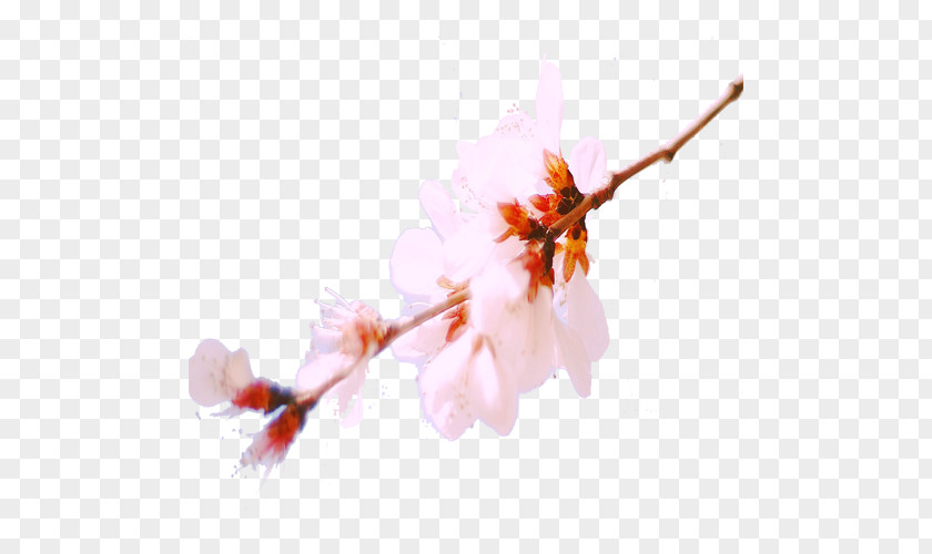 Spring Peach Blossom Download Computer File PNG