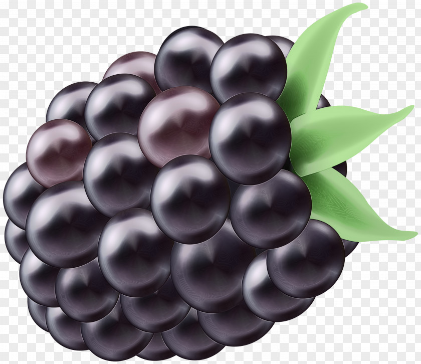 Superfood Grapevine Family Berry Fruit Blackberry Grape Plant PNG