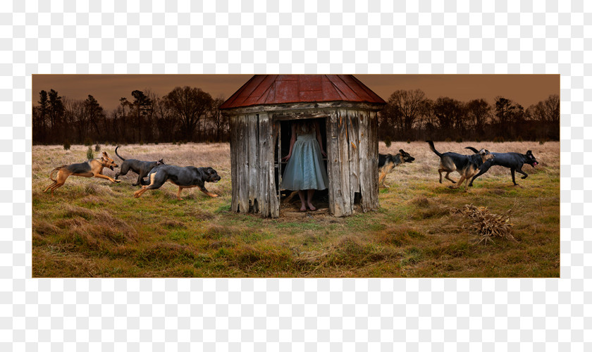 Thomas Chambers Entropic Kingdom Cattle Photography Artsy Pastoralism PNG