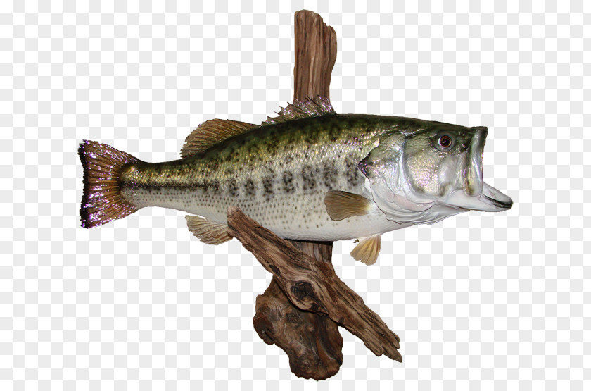 Wildlife Largemouth Bass AZ Creations Black Crappie Perch PNG