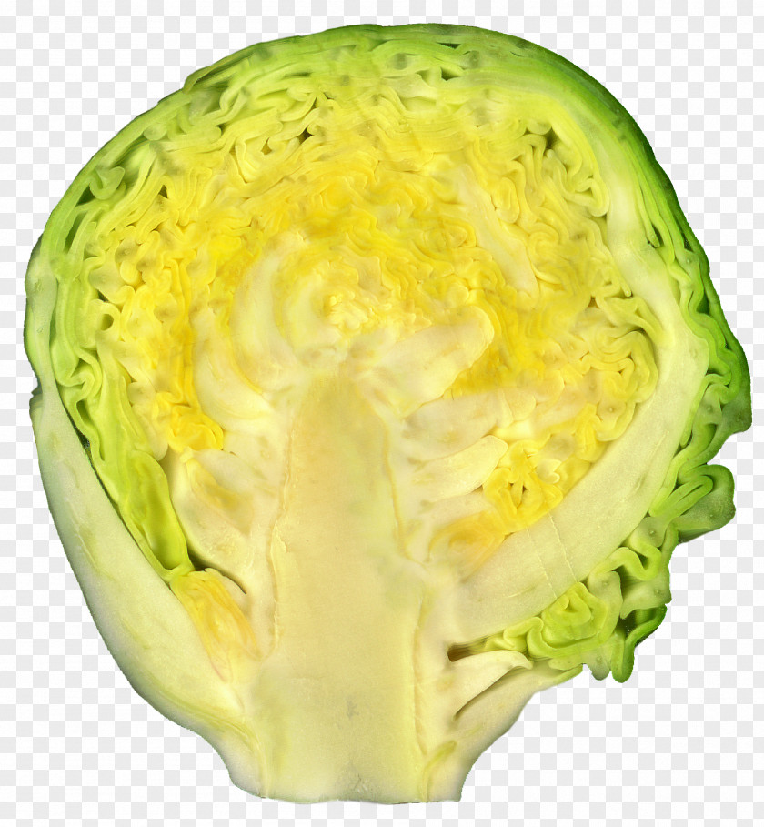 Brocoli Brussels Sprout Leaf Vegetable Cabbage Food PNG