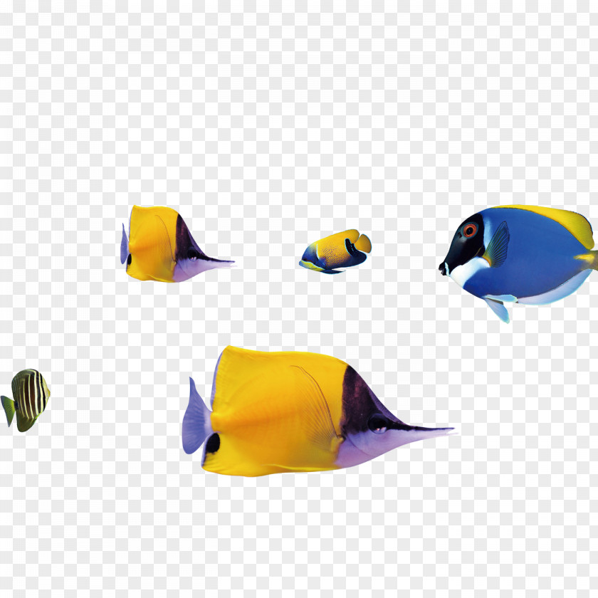 Fish Shoaling And Schooling Download Computer File PNG
