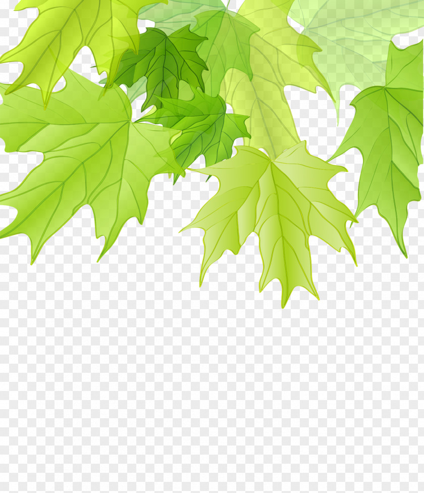 Green Tree Leaves Cartoon Creative Maple Leaf PNG