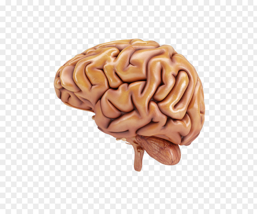 Human Brain Organ Stock Photography Head PNG brain photography head, High-definition loop clipart PNG