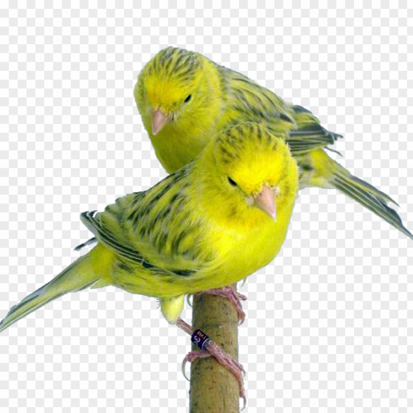 Bird Budgerigar Domestic Canary Yellow Topaz Red PNG