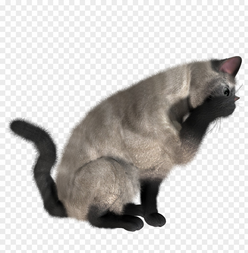 Cats Cat Felidae Clip Art PNG