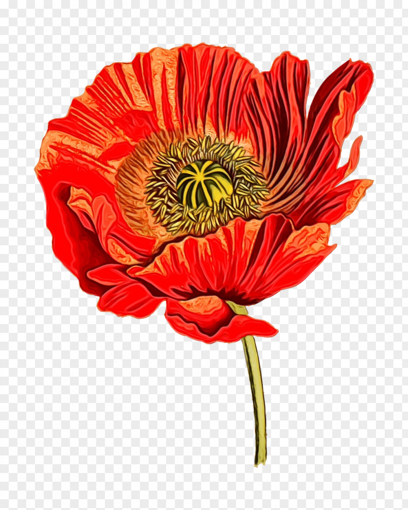 Flower Barberton Daisy Red Plant Petal PNG