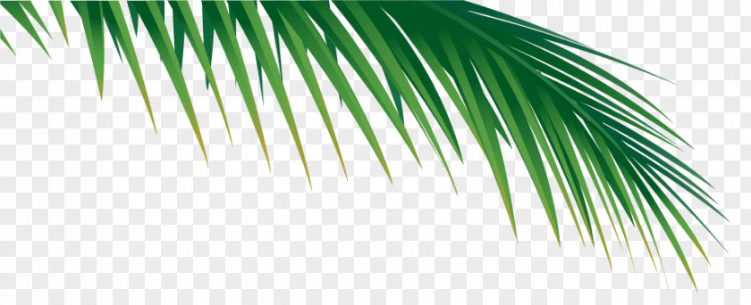 Leaf Palm Branch Arecaceae Palm-leaf Manuscript Frond PNG