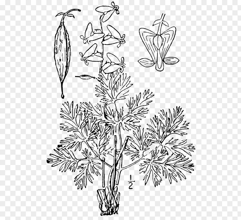 Leaf Twig Floral Design Plant Stem PNG