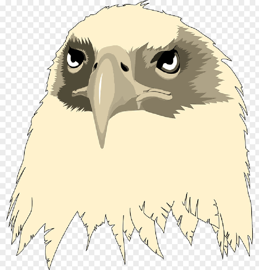 Bald Eagle Head Clip Art Transparency Image PNG