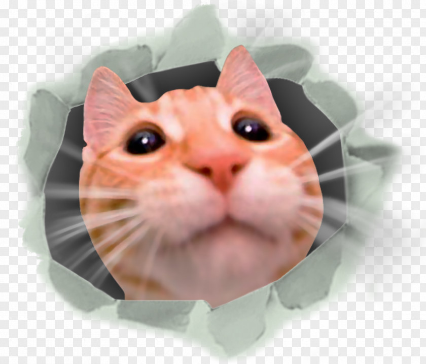 Cat Whiskers Feel CATS: Crash Arena Turbo Stars Dog Minecraft PNG