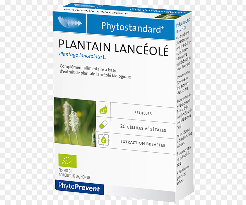 Plantain Dietary Supplement Pharmacy Morance Coneflower Capsule PNG