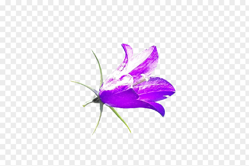 Bellflower PNG