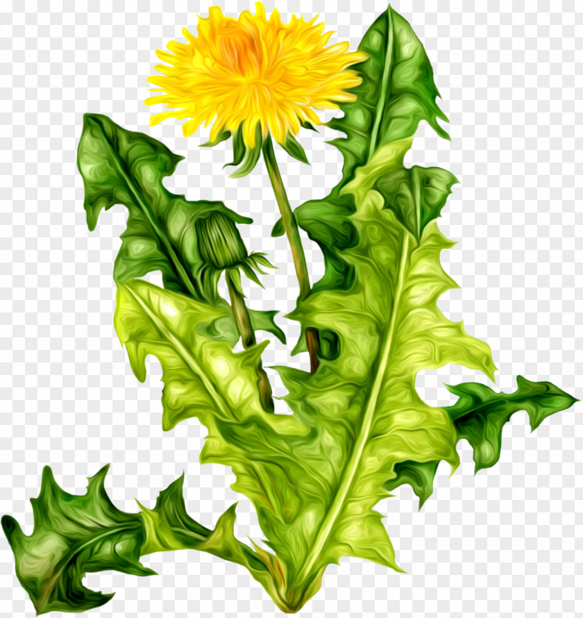 Dandelion Flower Icon Clip Art PNG