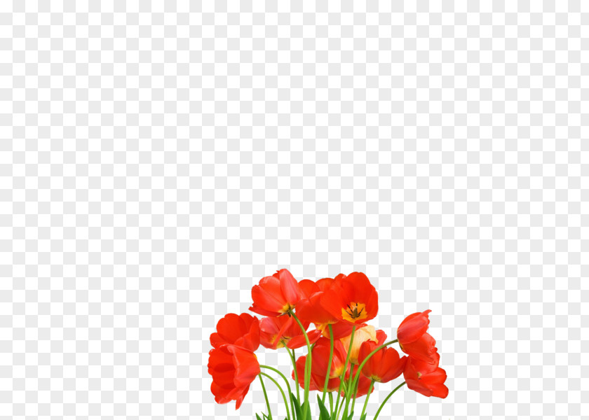 Flower Stock Photography PNG