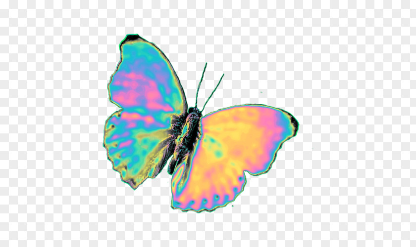 Homemade Lightning Bug Wings Brush-footed Butterflies Glasswing Butterfly Pieridae Image PNG