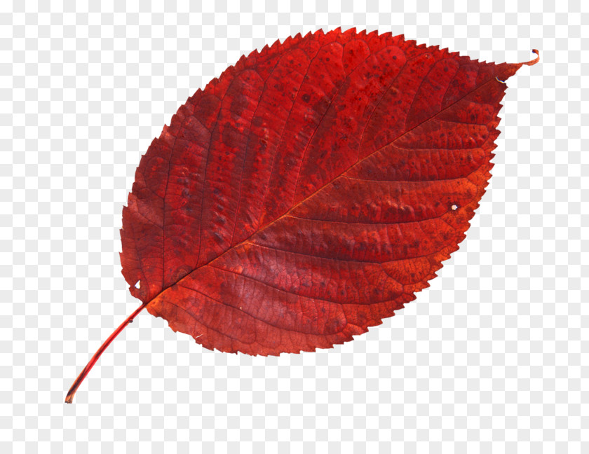 Leaf Maple Photography Red PNG