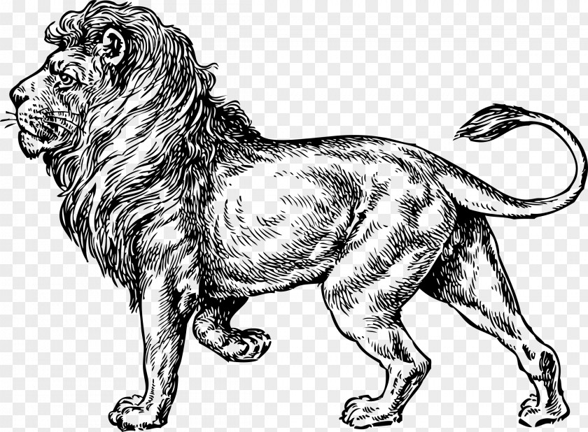 Lion Drawing Lionhead Rabbit Tattoo Clip Art PNG