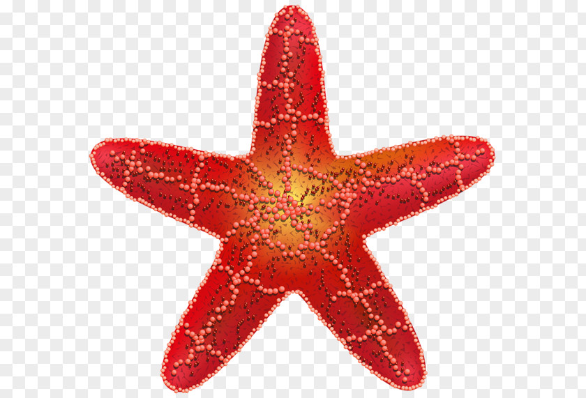 Starfish Clip Art Openclipart Echinoderm PNG