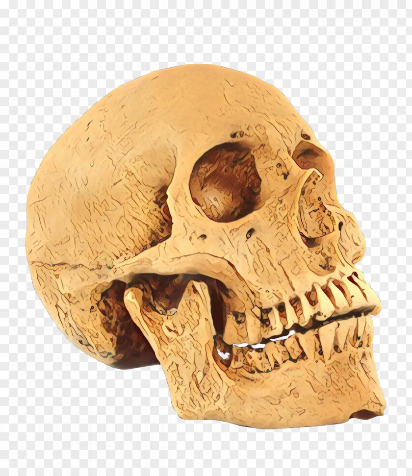 Anthropology Human Anatomy Skull Bone Head Jaw Skeleton PNG