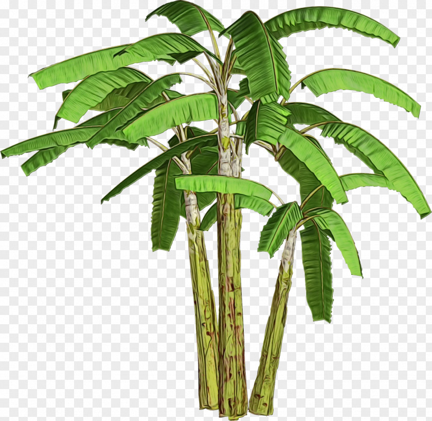 Coconut Sri Swanandaashrama, Aagara Plants Ganesha Palm Trees PNG