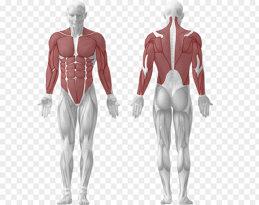Dumbbel Human Body Muscle Muscular System Anatomy PNG