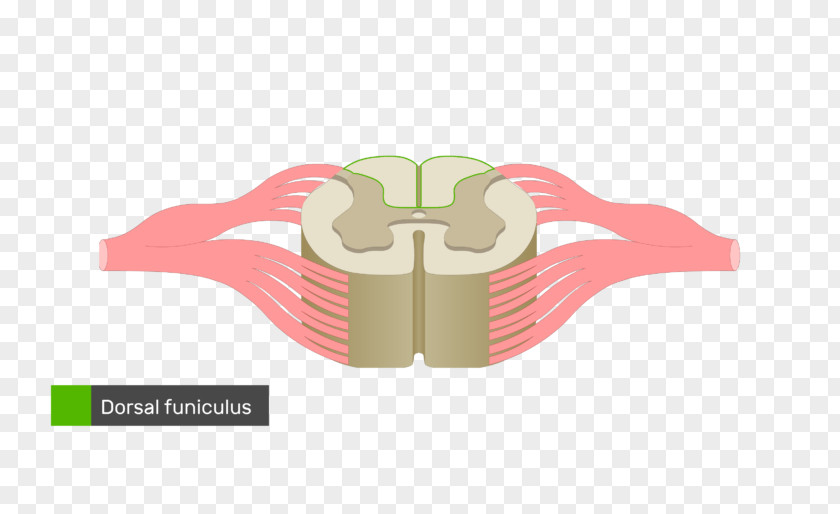 White Columns Spinal Cord Nerve Vertebral Column Anatomy Diagram PNG