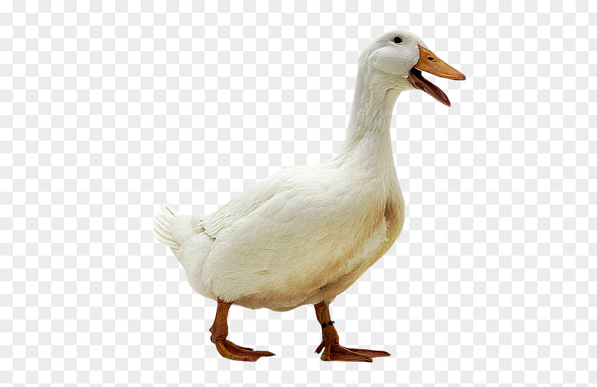 Duck Domestic Goose Bird PNG