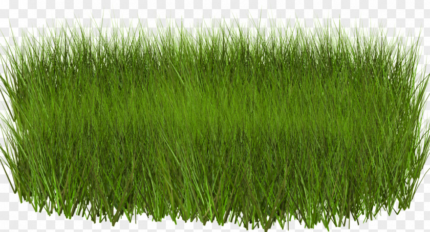 Grass Light Green Grasses Clip Art PNG