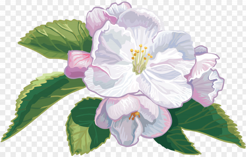 Kwiaty Flower Apples Color Clip Art PNG