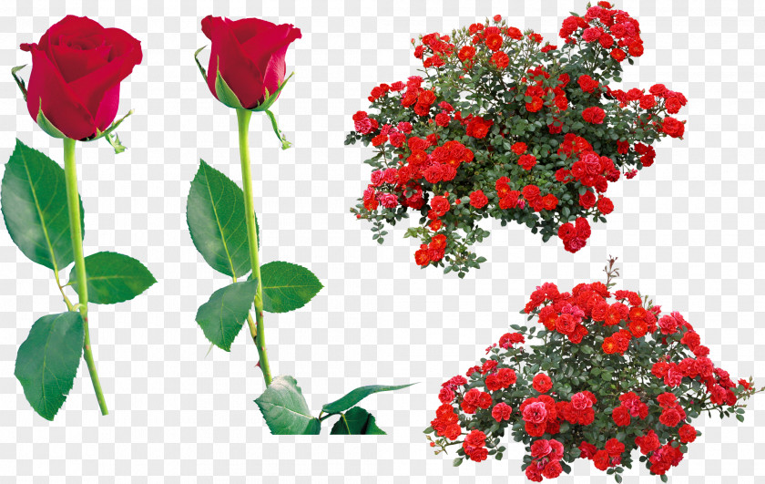 Rose Clip Art Shrub Image PNG